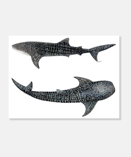 Wall whale sharks canvas print