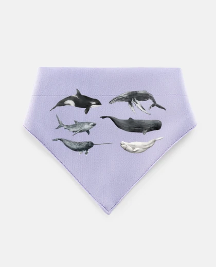 Mascotas whales blue whale humpback minke