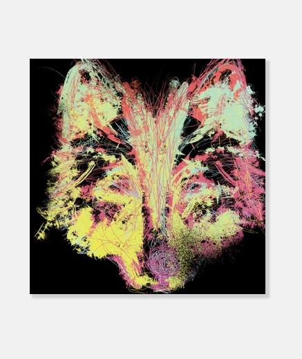 Wall wolf explosion of color
