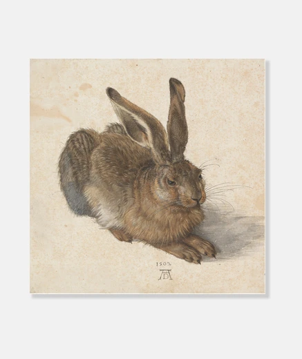 Wall young hare (1502)