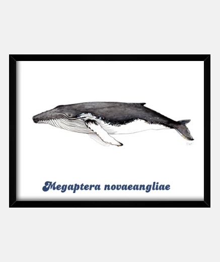 Quadro yubarta immagine megattera